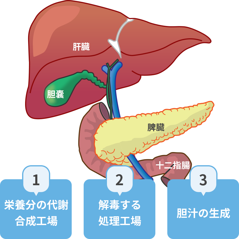 胆嚢 役割